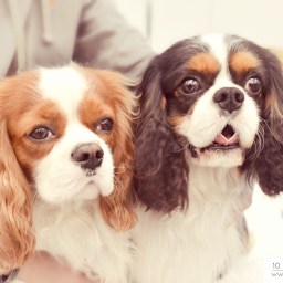 National Dog Show  – Reggio Emilia 2015