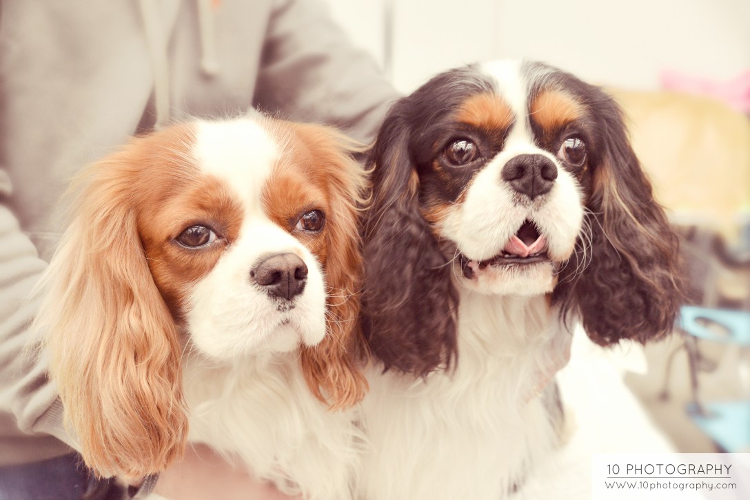 Cavalier King Charles Spaniel - Mozart ( left ) and Monet ( right )