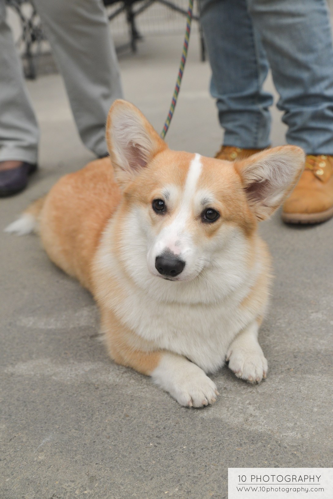 Welsh Corgi