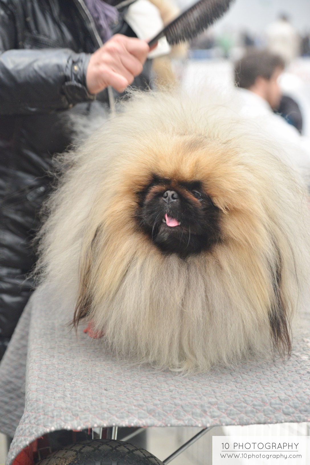 pekingese