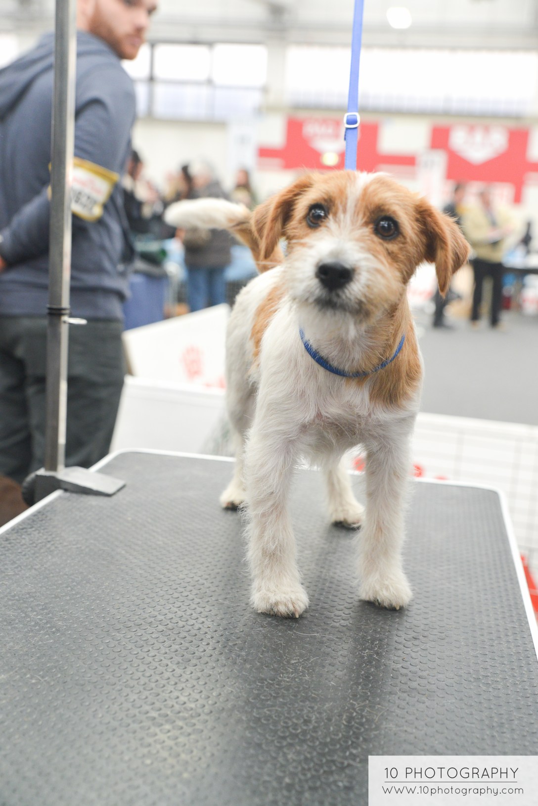 jack russell terrier