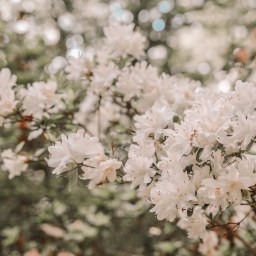 10 QUOTES on Photography to share on my quarantine Birthday